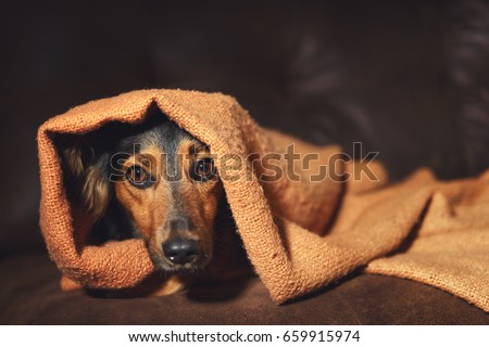Small black and brown dog hiding under orange blanket on couch looking scared worried alert frightened afraid wide-eyed uncertain anxious uneasy distressed nervous tense Royalty-Free Stock Photo #659915974