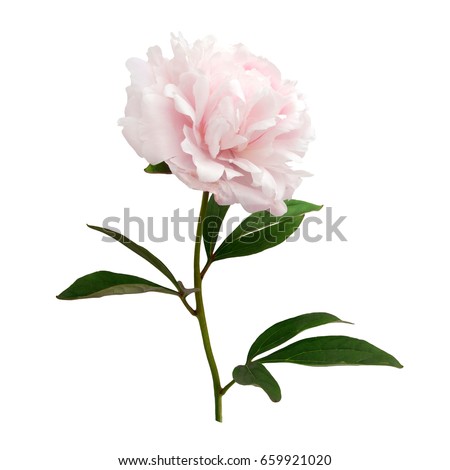 Pink peony isolated on white background