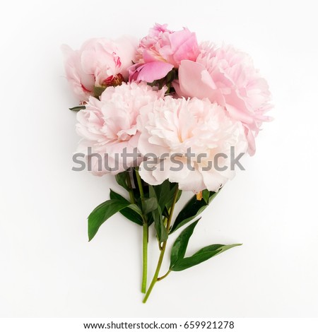 Beautiful pink Peonie flower on light background
