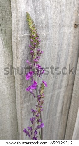 A single steam of purple flutterby buddleja 