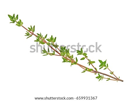 Thyme fresh herb isolated on a white background Royalty-Free Stock Photo #659931367