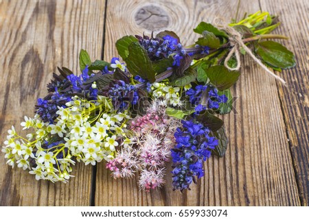 Flowering ground cover plants on wooden background. Studio Photo