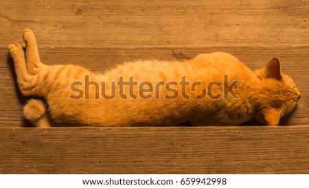 A Fighting Cat Is Sleeping On Wood Ladder In Evening