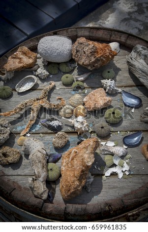 dried starfish and mussels