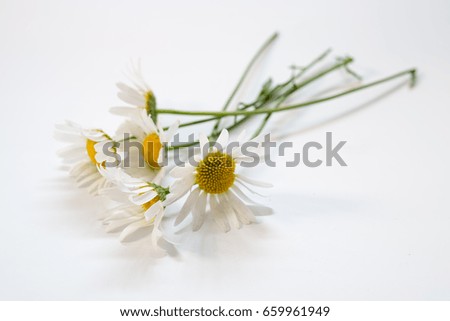 Daisies on a white background