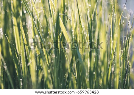 Spring first fresh green grass in the sunshine with a drop of dew. Abstract natural background - vintage film look