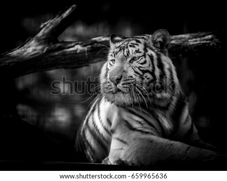 A beautiful Great White Bengal Tiger in a zoo, b&w picture