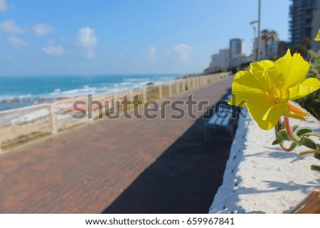 Yellow flower on the sea promenade