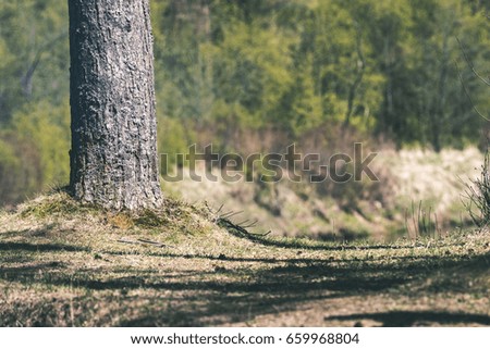 Misty morning in the woods with tree trunks and green foliage and fresh grass of spring - vintage film look