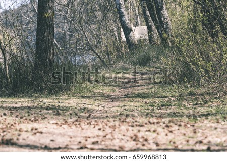 Misty morning in the woods with tree trunks and green foliage and fresh grass of spring - vintage film look