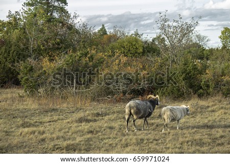 Two sheep walking away in the picture with a background of trees and bushes