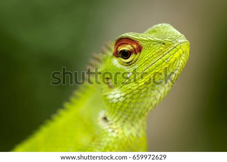 Lizard sitting on a tree stump. Sri Lanka