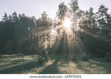 Morning sun beams in the summer forest in latvia with fresh dew on the leaves - vintage effect look