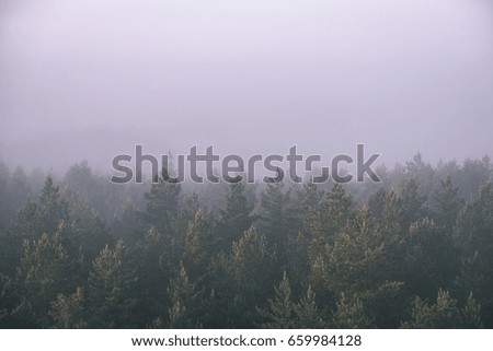 panoramic view of misty forest at majestic sunrise over trees. far horizon with light rays and lens flare effect - vintage effect look
