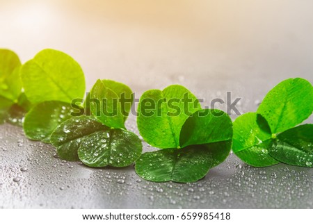 Clover leaves on a gray background with droplets of water. St.Patrick 's Day