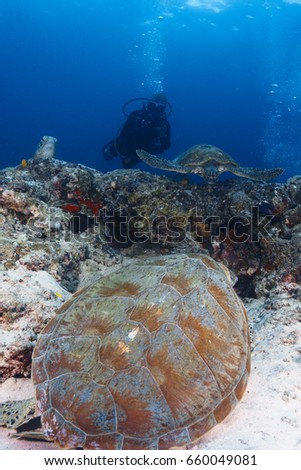 An underwater photographer taking shots of green sea turtle in its nature habitat of coral reef..