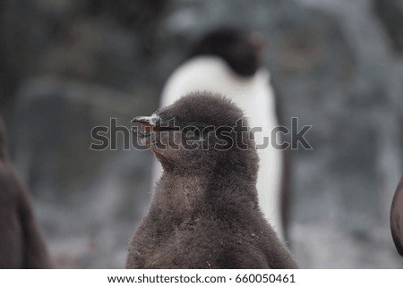 A young Adelie Penguin Chick. 