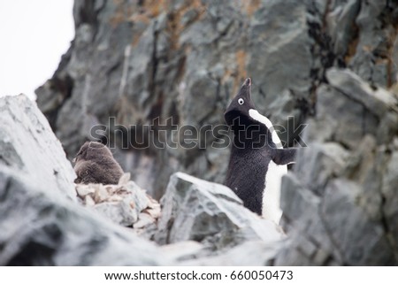 Adelie penguin colony, below the Antarctic circle on the Antarctic Peninsula.