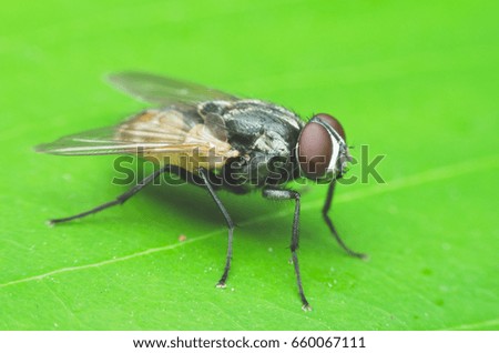insect fly, green housefly on green leaves.