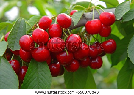 Ripe cherries in a tree