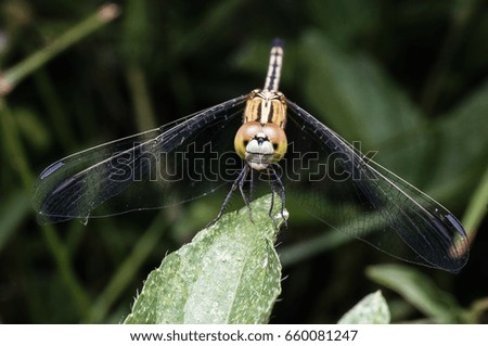 macro close up shot of dragonfly