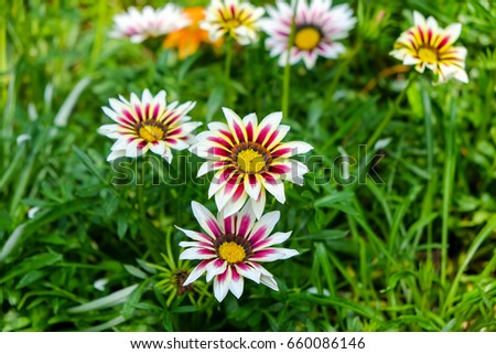 Scenery consist of Gazania flower in flower garden with green leaf background.