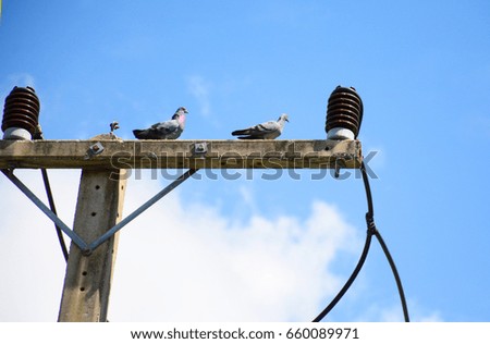dove on electricity post in blue sky
