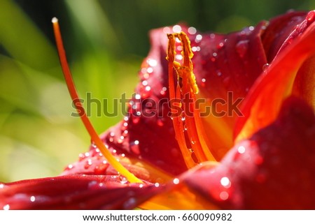 day lily flowers