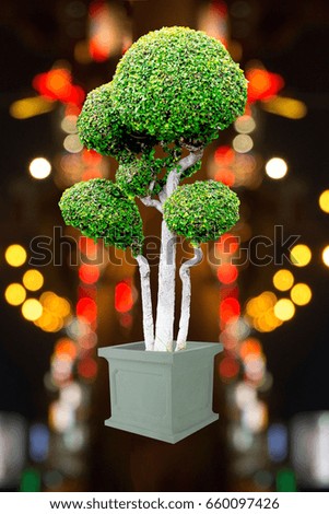 bonsai green On Bokeo Blur background