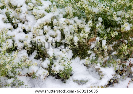 Autumn landscape, texture, background, pattern. The city flowerbed is covered with snow