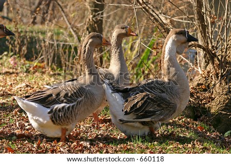 Trio of geese
