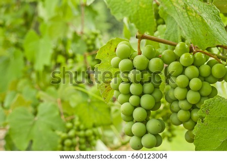 Fresh grapevine with green grapes in a vineyard