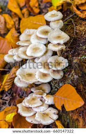 Fine art autumnal outdoor intense color nature image of a group of white mushrooms and brown and yellow leaves on a forest ground with underwood