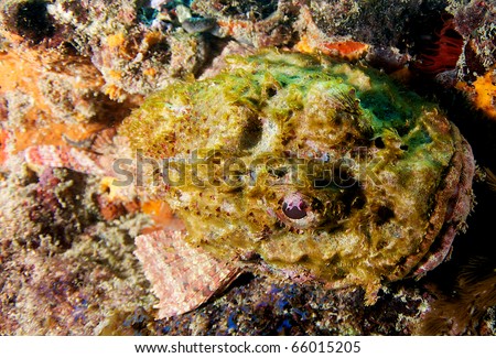 Spotted Scorpionfish-Scorpaena plumieri, picture taken on a shallow reef at Fort Lauderdale By The Sea, shore diving capital of Florida.