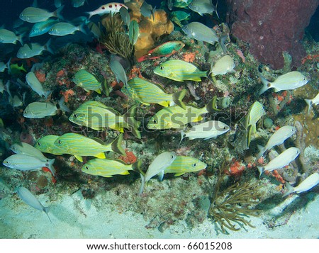 Fish aggregation picture of grunt species, on a reef at a depth of sixty feet, picture taken in Boca Raton, Florida.