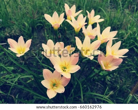 Zephyranthes Citrina, in the garden. Picture in vitage tone.