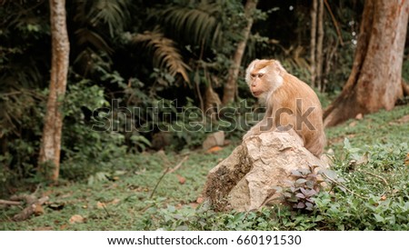 Portrait of wild tired macaque monkey sitting on the big stone at Monkey's Hill at Phuket island, Thailand