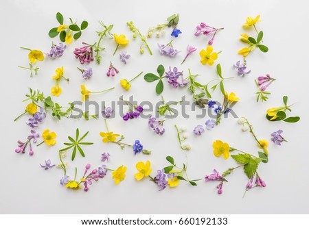 Small scale flowers and leaves on a white background. Cute romantic background in rustic style. Floral backdrop for banners, cards, covers, invitations, advertising. The theme of spring, summer