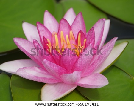 colorful floating waterlily green leaves background