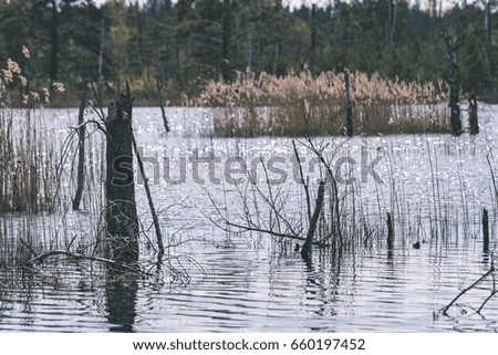 reflections of old tree trunks in blue pond water. spring in country - vintage film look