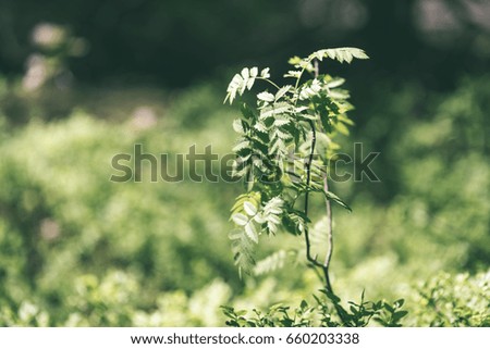 abstract green foliage background in forest with harsh shadows and fresh leaves - vintage green look