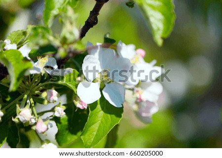 Beautiful spring white flowers of cherry tree 