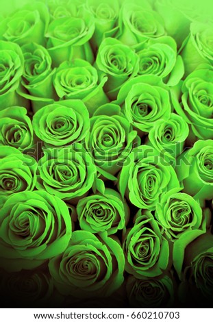 Beautiful green roses for decoration indoor, pictures and postcards
