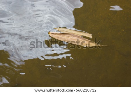 Bamboo leaves float on the water surface.