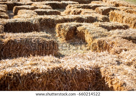 Eco clear hay bale. Agriculture field Wheat yellow golden harvest in summer