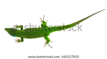 Green lizard isolated Royalty-Free Stock Photo #660237850