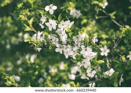 fresh white flowers and blossoms in spring blooming in natural environment with insects - vintage green look
