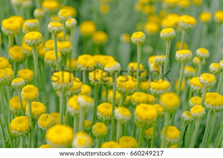 beautiful tiny wild yellow flowers 