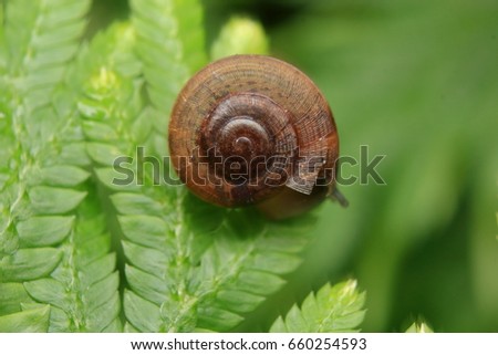Snail on a leaf green