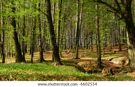 A spring forest detail
